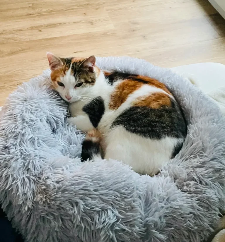 Bonnie, Chief Controlling Officer & Chief Purr Officer (CCO & CPO)